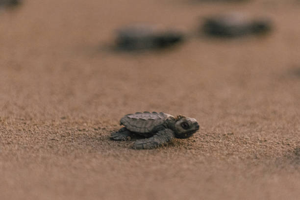 istock Baby turtles crawling to the ocean after hatching 2149300471