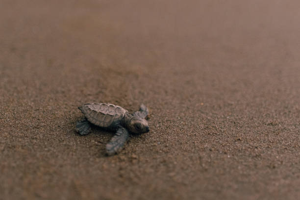 istock Baby turtles crawling to the ocean after hatching 2149300484