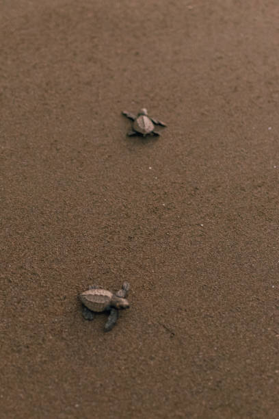 istock Baby turtles crawling to the ocean after hatching 2149300498