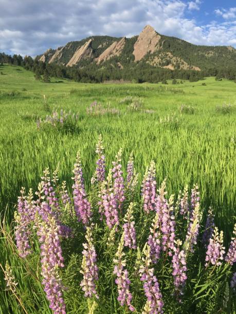 istock Lupines at Chautauqua Park Boulder Colorado 2149300501
