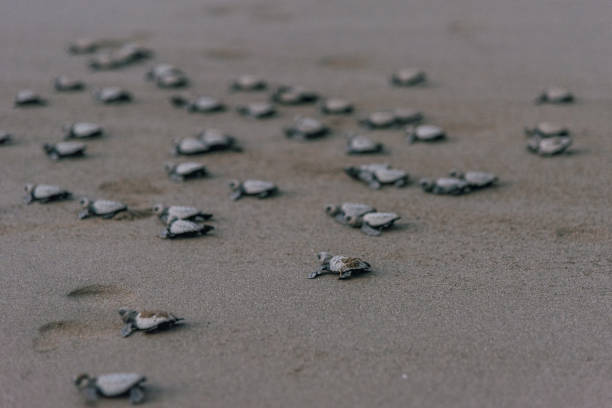 istock Baby turtles crawling to the ocean after hatching 2149300597