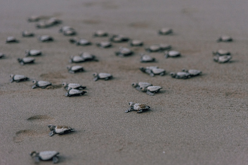 Baby turtles move towards the ocean after hatching during sunset in Costa Rica at a turtle conservation project named Rascarey.