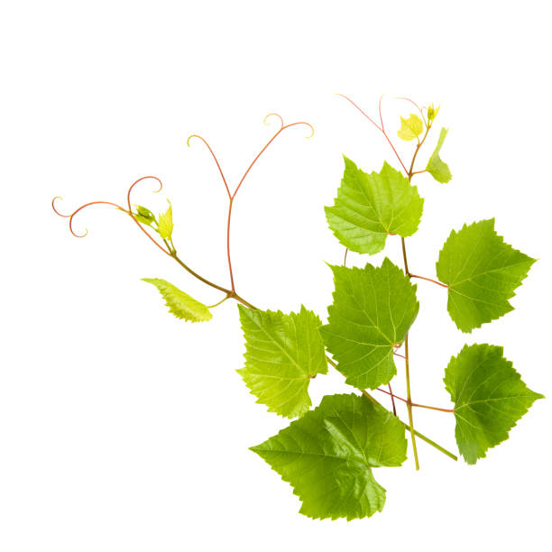 istock Grapevine with green leaves isolated on white. There is free space for text. 2149300631