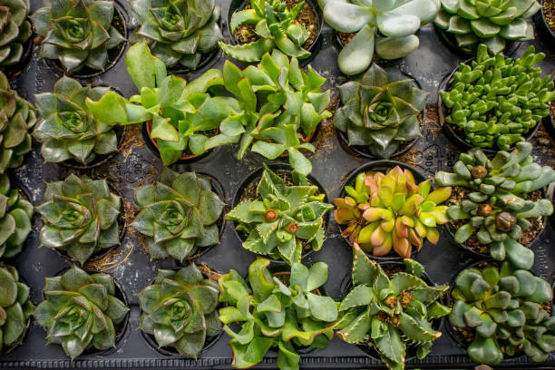 succulents, carefully arranged in a greenhouse sanctuary, offering a mesmerizing glimpse into the artistry of botanical life.