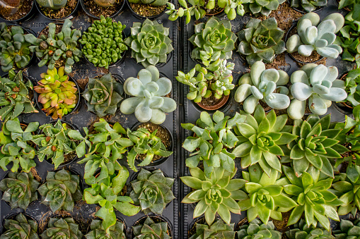 succulents, carefully arranged in a greenhouse sanctuary, offering a mesmerizing glimpse into the artistry of botanical life.