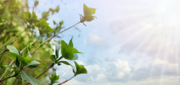 Green leaves against blue sky with white cloud and sun. Spring or summer background