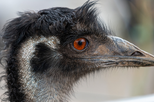 Portrait of a funny Emu
