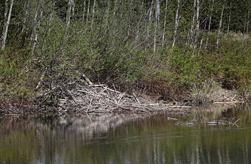 Beaver lodge in North Surrey, British Columbia. Spring afternoon in Metro Vancouver.