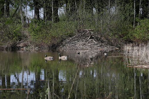 Canada Geese and other bird species swim past a beaver lodge in the wetlands. Spring afternoon in Metro Vancouver.