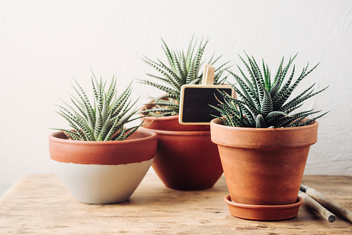 Succulent plants in small pots. Growing plants indoors.