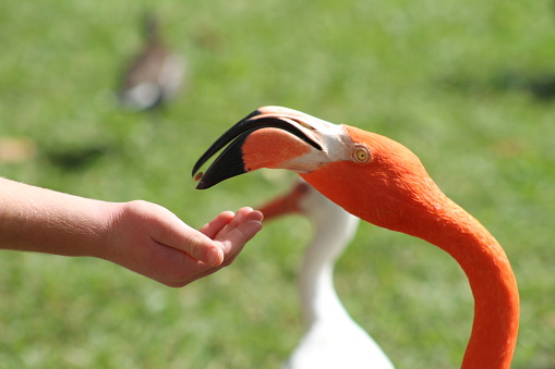 Flamingo eating out of a hand . Head shot with blurred background