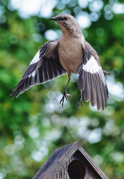 istock A Northern Mockingbird on the Bird House roof. 2149302501