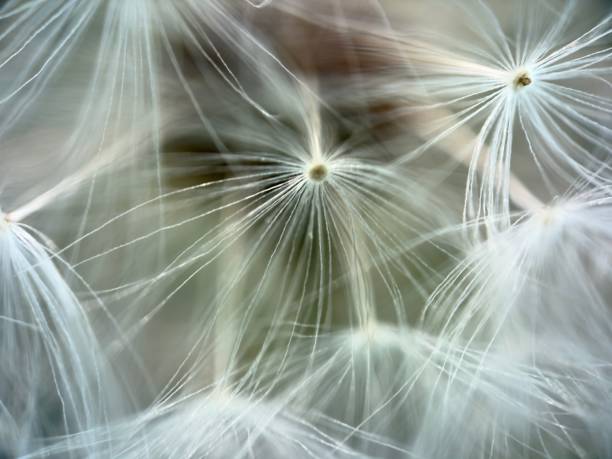 istock Extreme close up of dandelion 2149302602