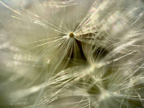 istock Extreme close up of dandelion 2149302640