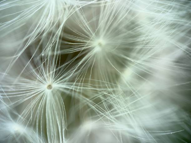 istock Extreme close up of dandelion 2149302704