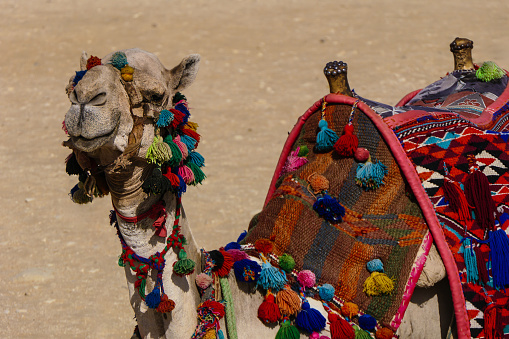 Funny desert camel staring at the camera, wearing a colourful saddle