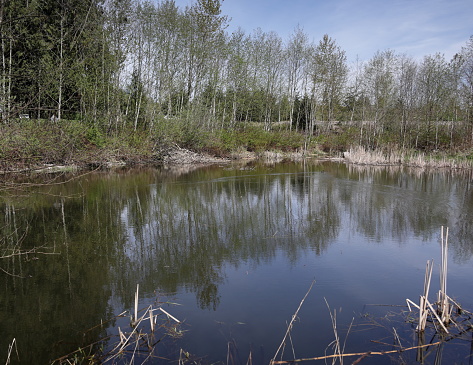 A beaver lodge on the far side of a dammed stream in North Surrey, British Columbia. Spring afternoon in Metro Vancouver.