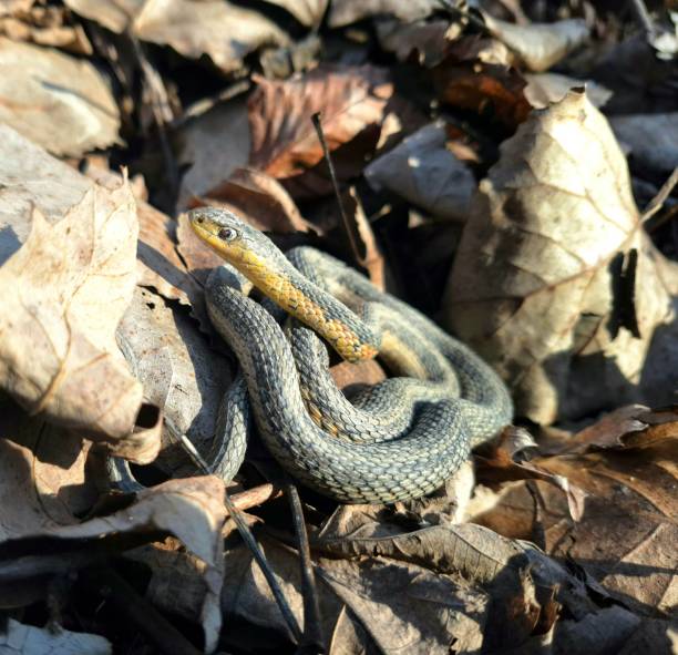 Ptyas mucosa, commonly known as the Oriental rat snake, dhaman or Indian rat snake, is a common non-venomous species of colubrid snake found in parts of South and Southeast Asia. Dhamans are large sna