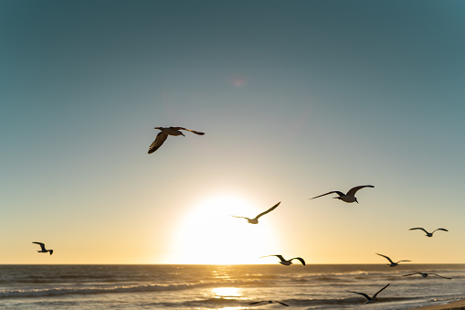 Seagulls Flying Above Sea Against Sky During Sunset