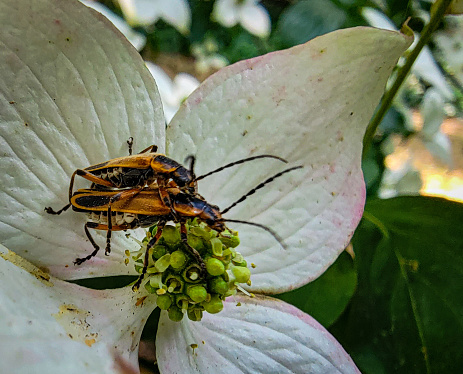 Mating insects on dogwood blossom