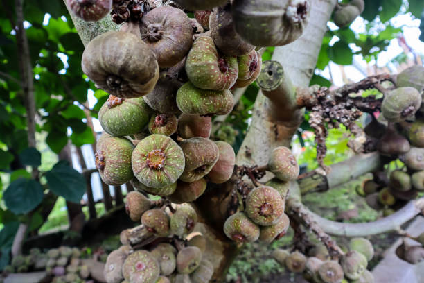 istock Unripe fig fruits (Ficus carica) or Buah Tin or Buah Ara 2149307549