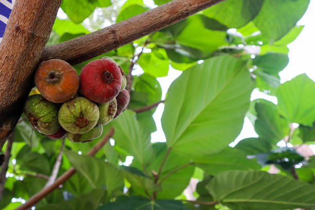 Unripe fig fruits (Ficus carica) hanging on the tree branch. In Indonesia known as Buah Tin or Buah Ara