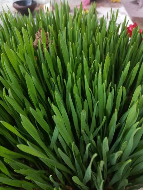 istock The green wheat plant view on the pot 2149308255