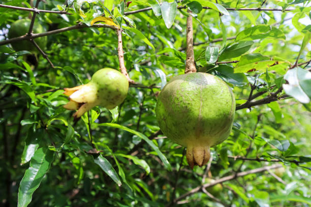 istock Unripe pomegranate fruit (punica granatum) hanging on the tree 2149308294