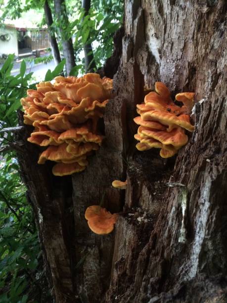 istock Chicken of the woods 2149308365