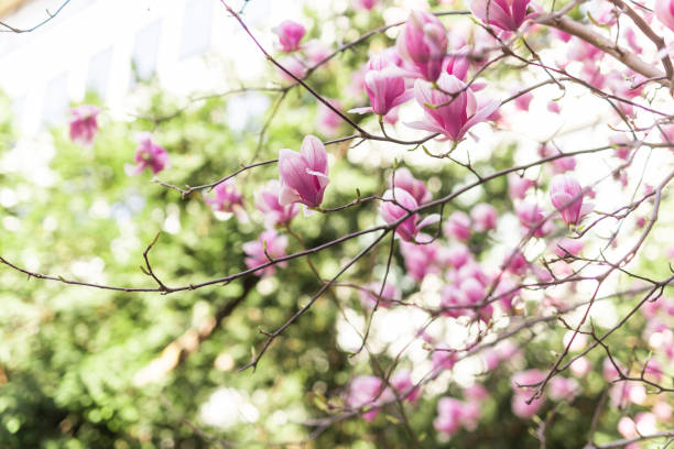 istock Beautiful blooming magnolia tree flower in the garden. Spring bloom time 2149310026