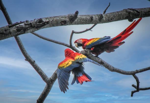 istock Whimsical Chatter: Colorful Parrots in the Sky 2149310168