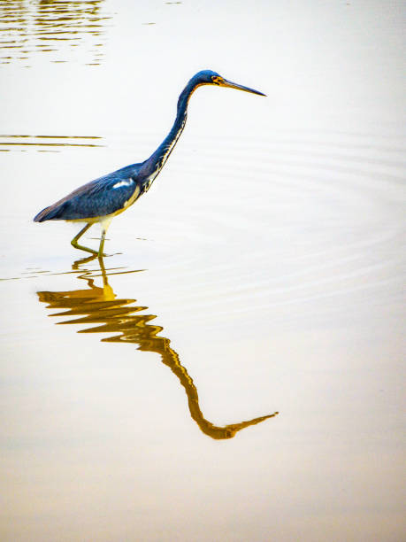istock Tranquil Pursuit: Heron's Reflections in a pawn. 2149310172