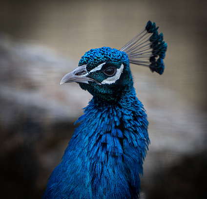 Indian Peafowl Close Up On Head