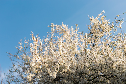 Cherry or apple tree blossoms over blurred nature background. Spring flowers and blue sky