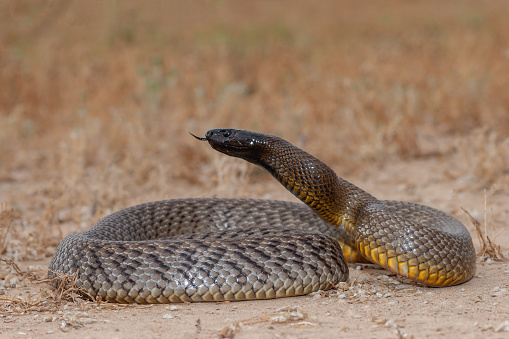 Wild Australian highly venomous Inland Taipan snake