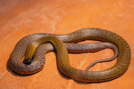 Australian highly venomous Inland Taipan snake