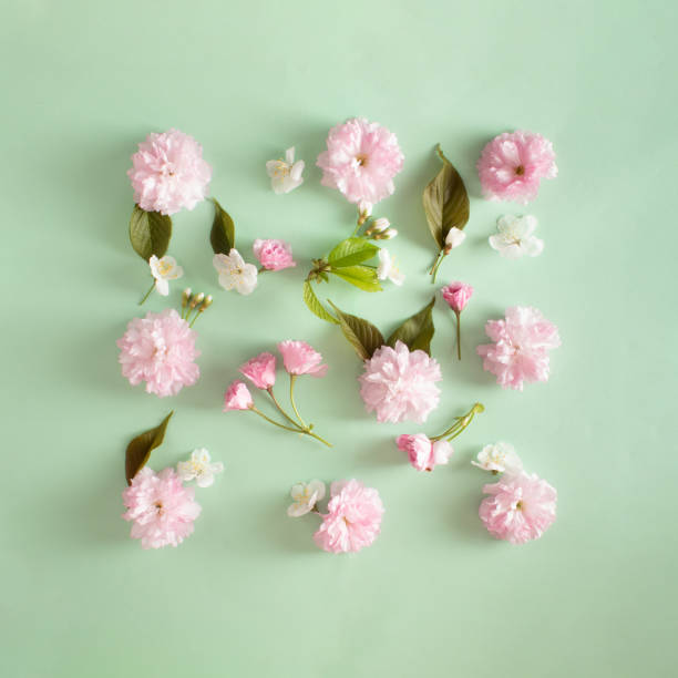 istock Geometric square frame created with fresh Japanese cherry blossoms, small buds and leaves on pastel mint and pink background. Creative flat lay. 2149314657