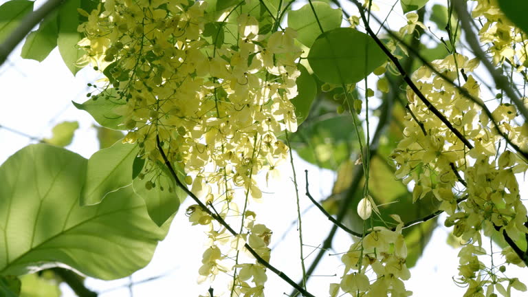 Swaying gently as the breeze blows the leaves and the yellow flowers of a golden tree shower, Cassia fistula, the national tree and flower of Thailand.