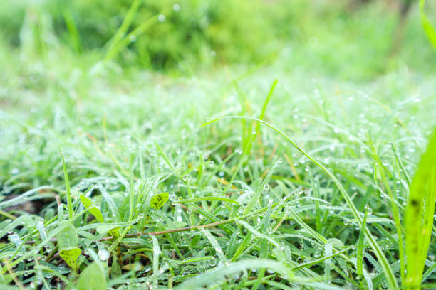 Green grass with morning dew, look fresh. Nature theme background. Selective focus, close-up