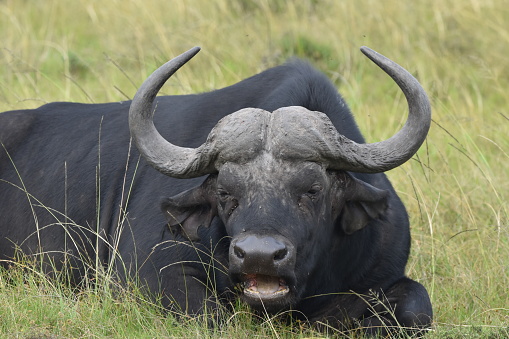 Semi-close-up of adult African (Cape) buffalo Syncerus caffer lying down, chewing cud. Grass background. Western Cape, South Africa