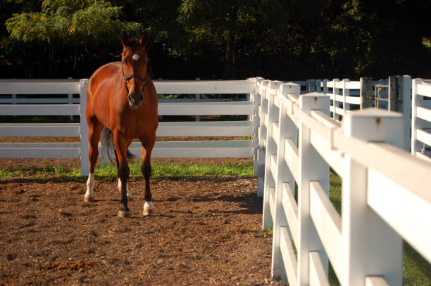 A horse stands in his corral at a stable