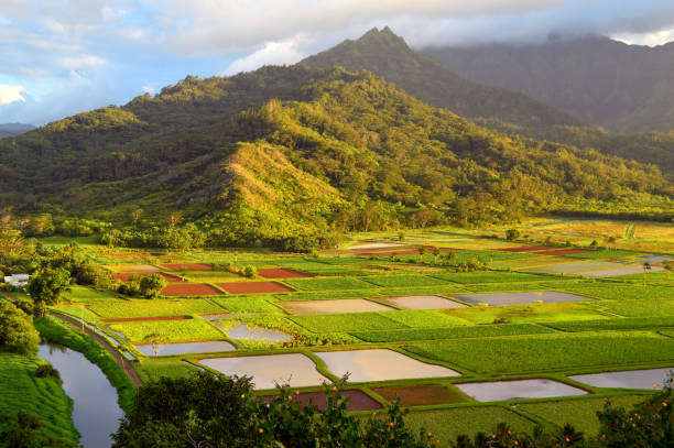 istock Taro farm in Hawaii 2149317609