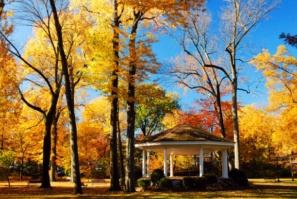 Vibrant autumn leaves