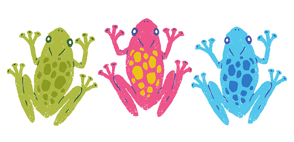 Vector set illustration of tropical frogs. Exotic frogs.