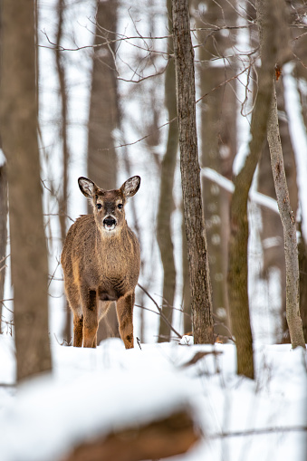 White-tailed deer (Odocoileus virginianus) standing in a Wisconsin forest, vertical