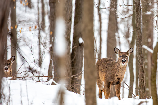 White-tailed deer (Odocoileus virginianus) standing with mouth open in a Wisconsin forest, horizontal
