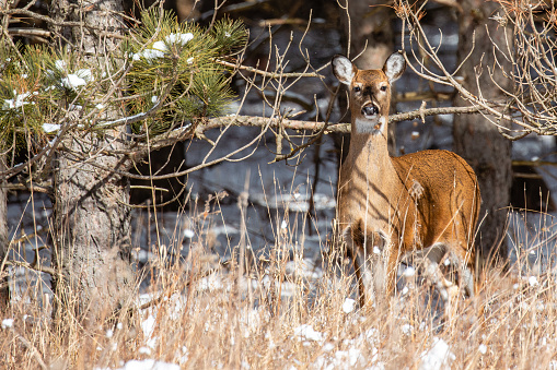 White-tailed deer (Odocoileus virginianus) standing in a Wisconsin forest, horizontal
