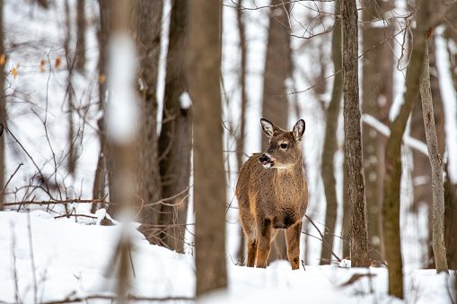 White-tailed deer (Odocoileus virginianus) standing with mouth open in a Wisconsin forest, horizontal