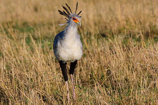 Secretary bird in search for grasshoppers in the tall grasses of the savanna.\n\nTaken in the Masai Mara, Kenya, Africa