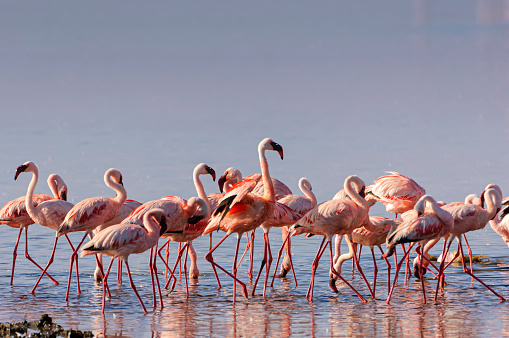 Small group of lesser flamingos (Phoenicopterus minor) gathered on the small, shallow, alkaline-saline lake Lake Nakuru.

Taken in Lake Nakuru, Kenya, Africa